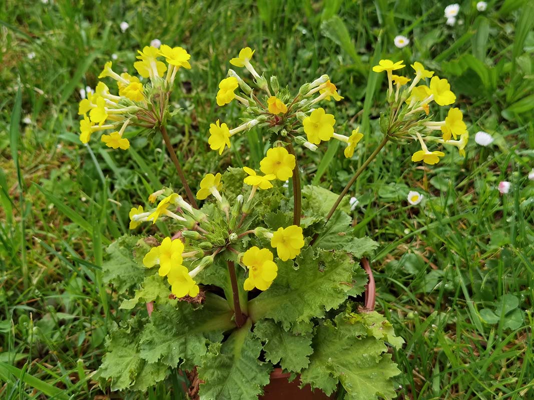 Primula x kewensis en fleurs dans un jardin de Kew